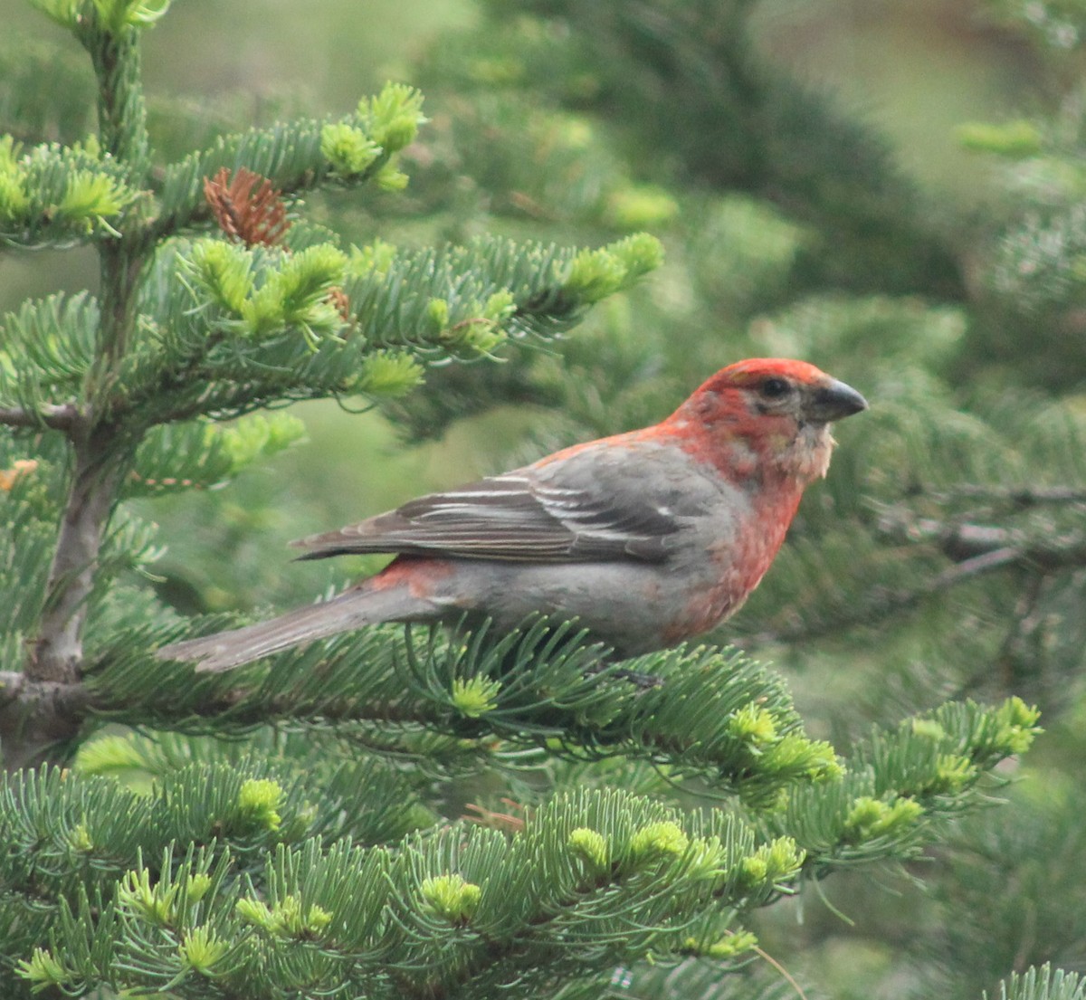 Pine Grosbeak - ML599308761