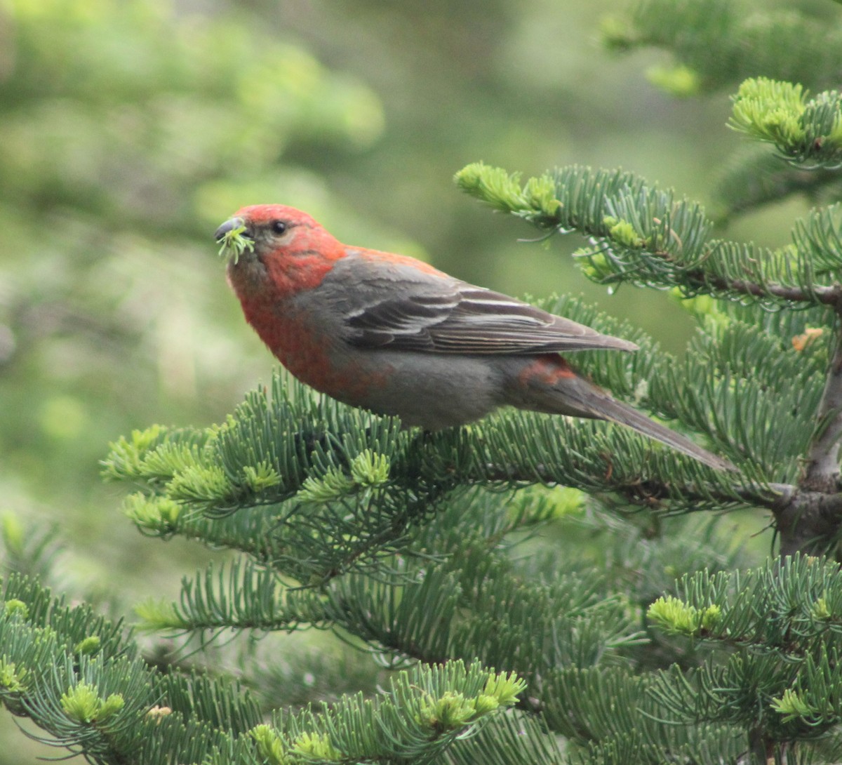 Pine Grosbeak - ML599308771