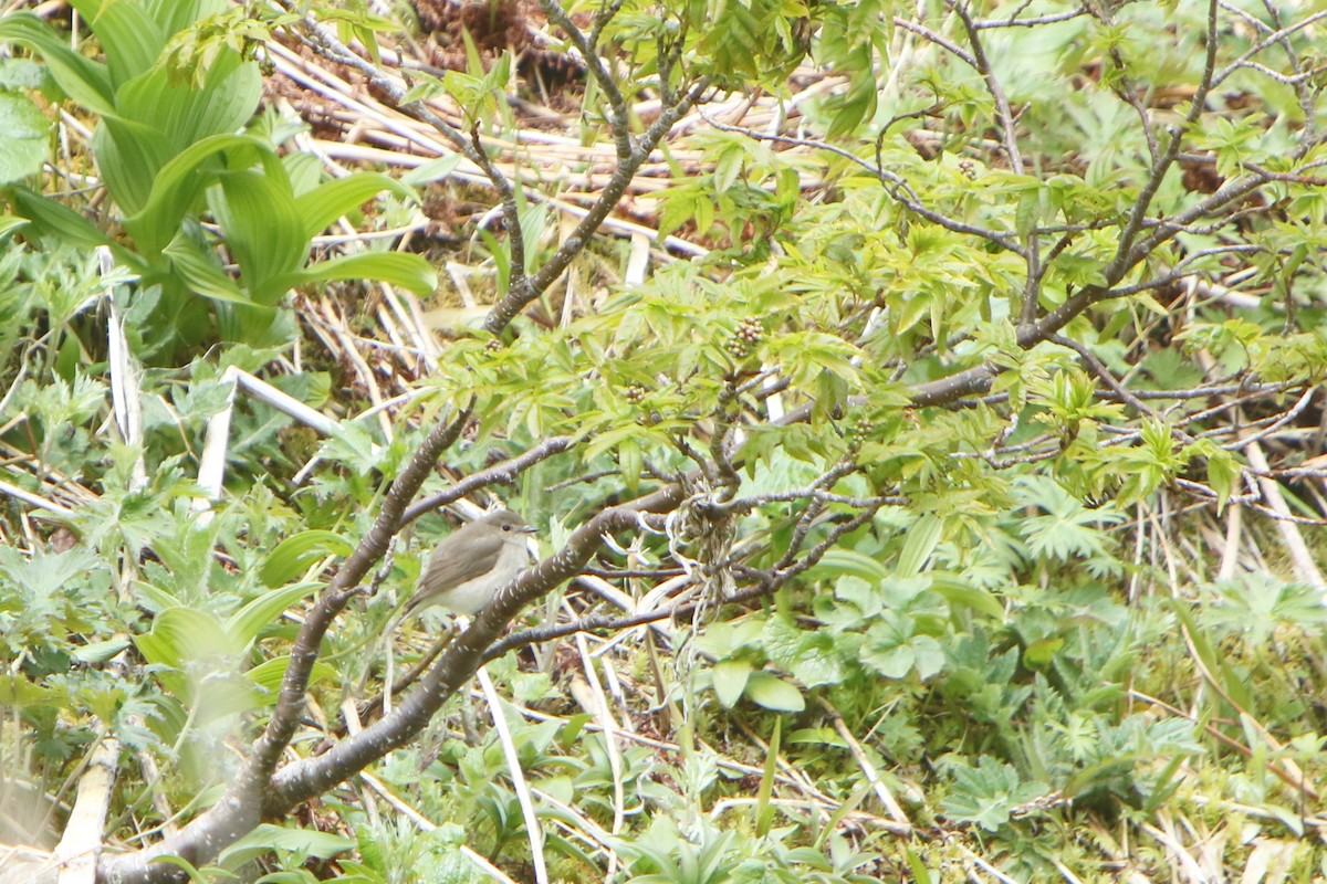 Taiga Flycatcher - ML59930881