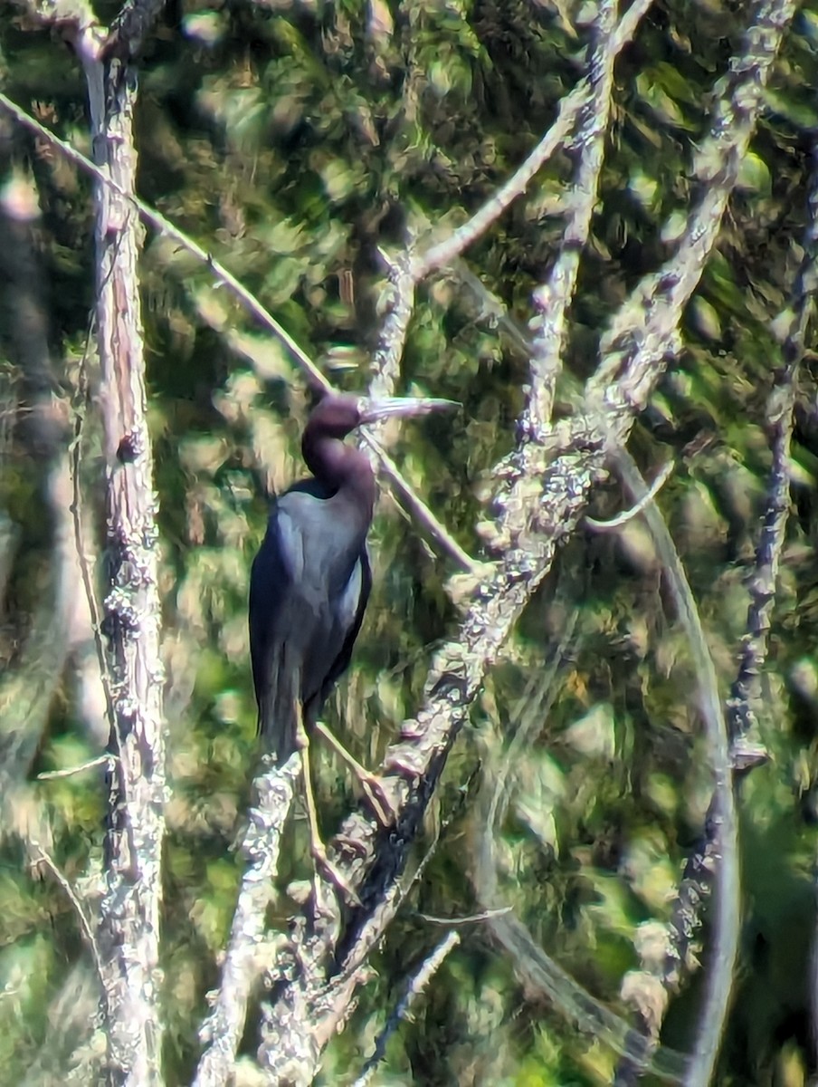 Little Blue Heron - ML599308821