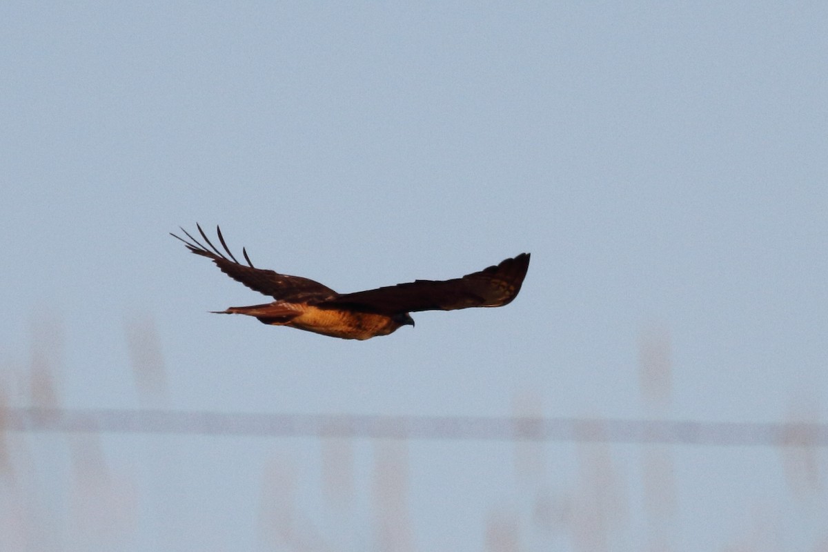 Red-tailed Hawk - ML599308891