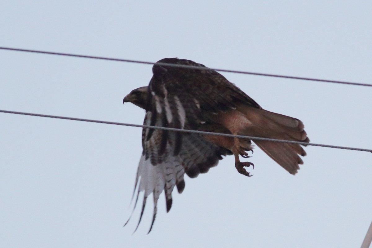 Red-tailed Hawk - ML599308901
