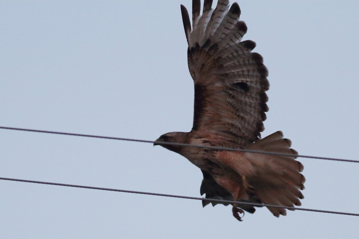 Red-tailed Hawk - Richard Stanton
