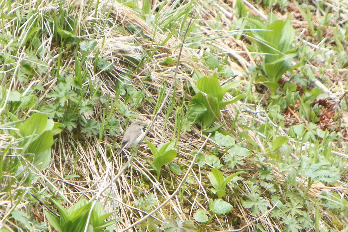 Taiga Flycatcher - ML59930961