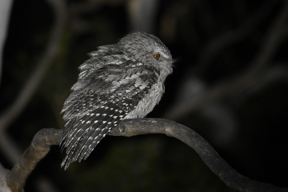 Tawny Frogmouth - Nathan  Ruser