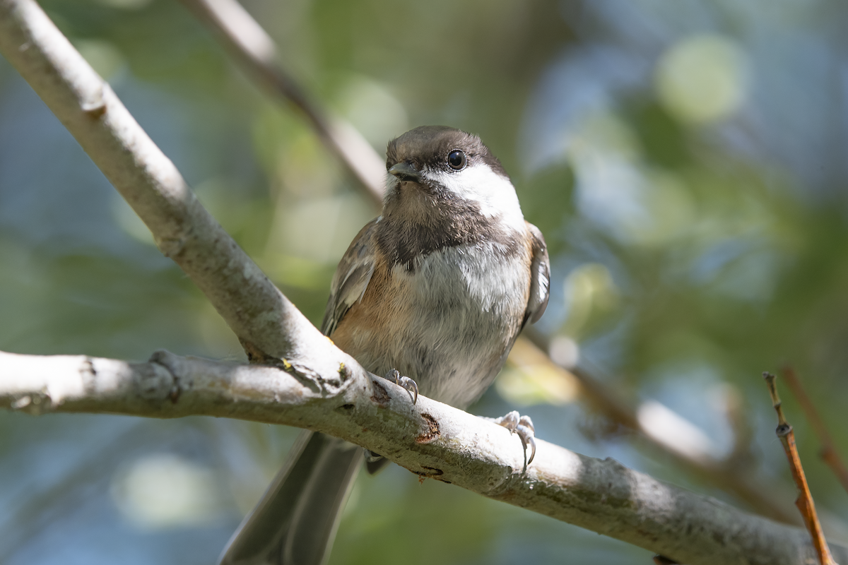 Chestnut-backed Chickadee - David Badke