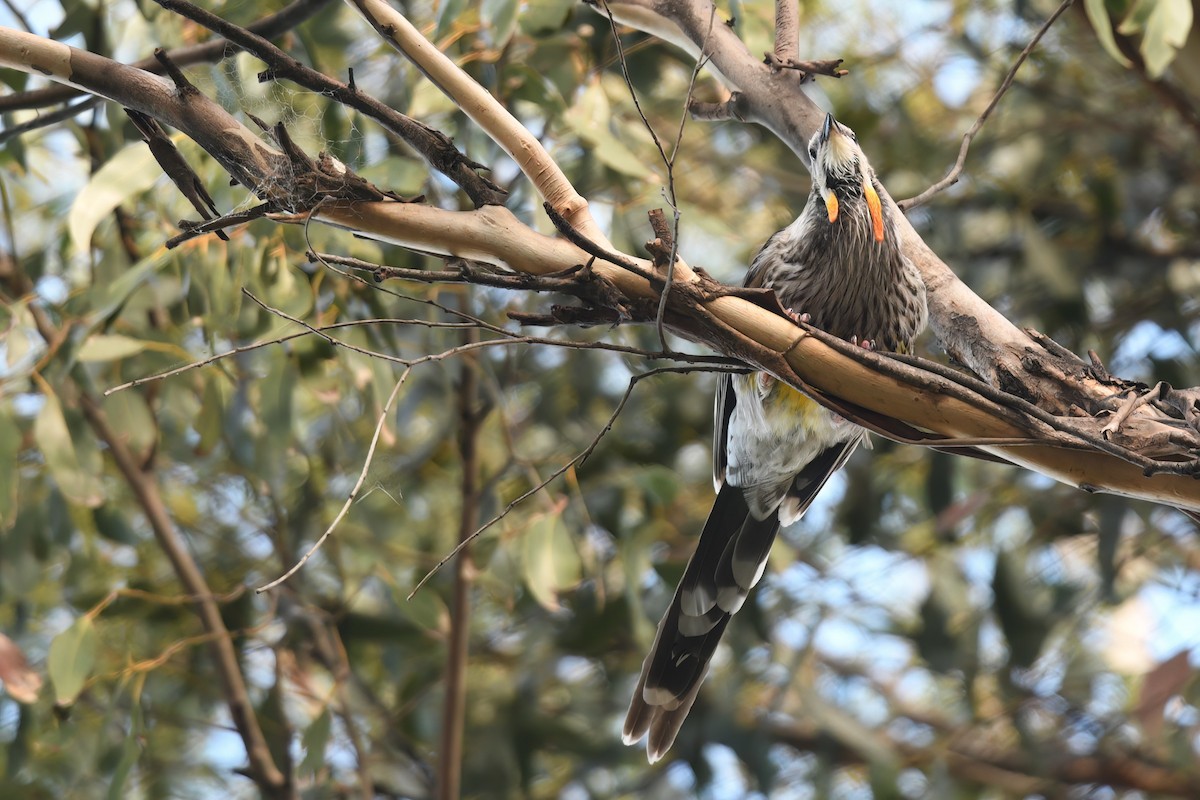 Yellow Wattlebird - ML599311131