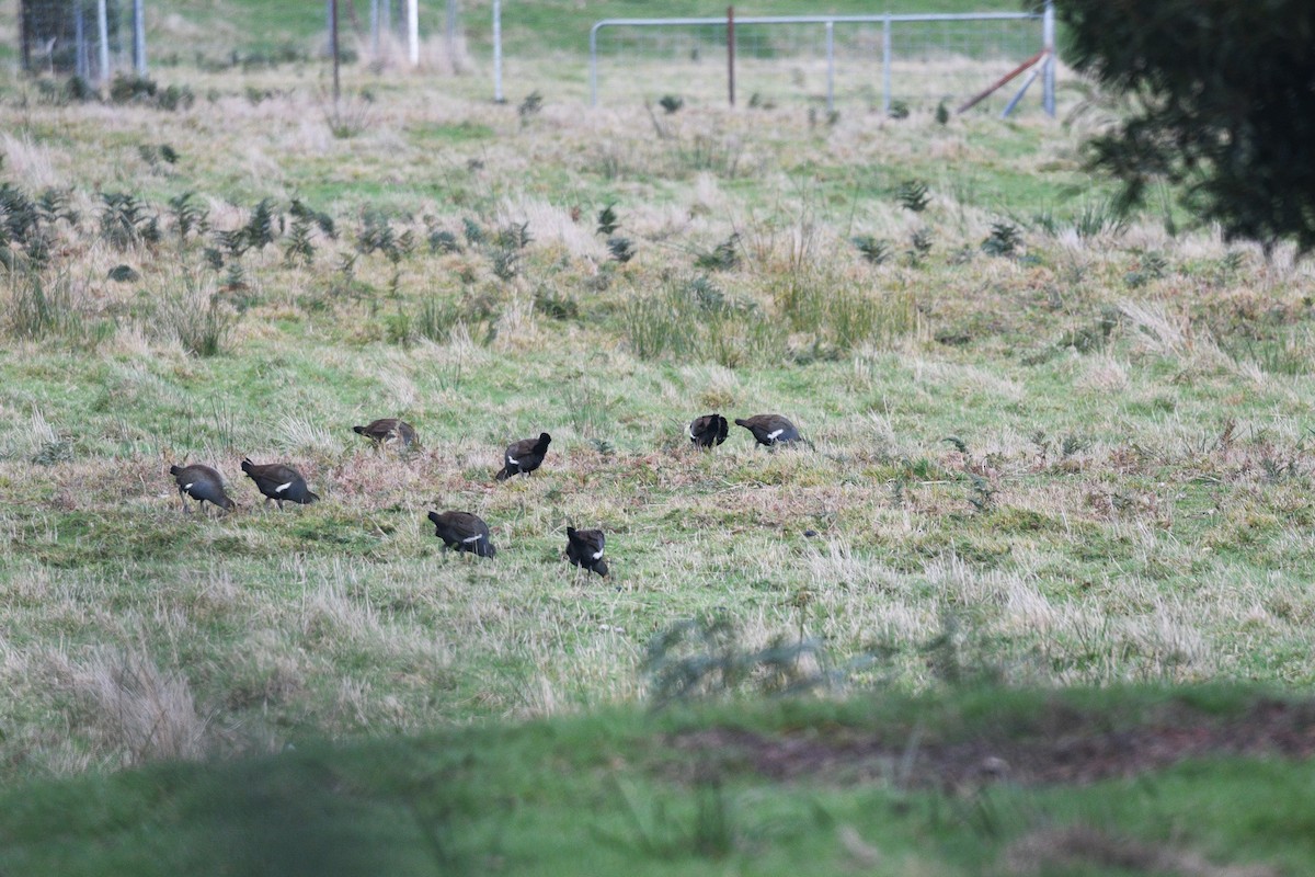 Tasmanian Nativehen - ML599311151