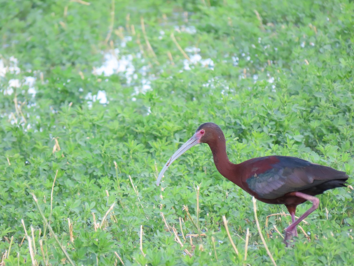 ibis americký - ML599311161