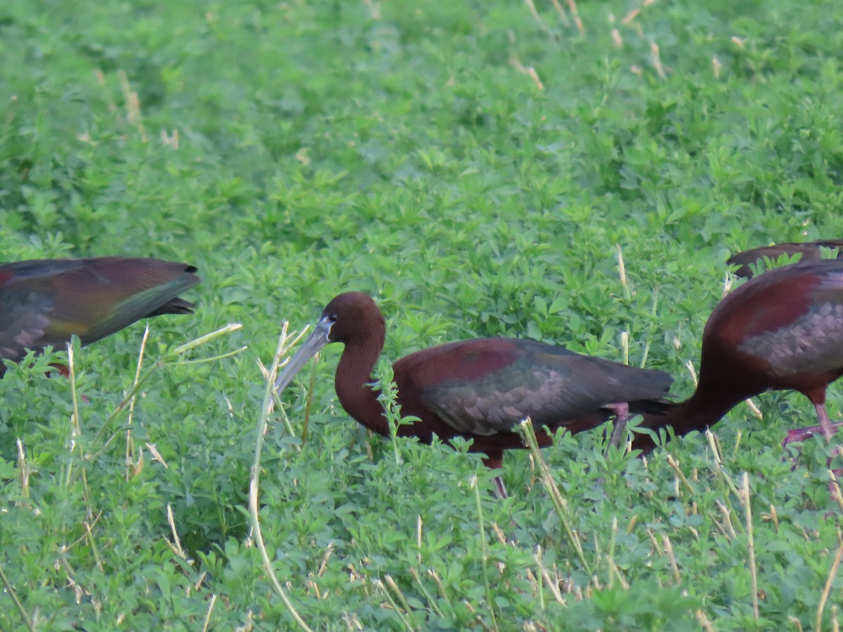 ibis hnědý - ML599311181