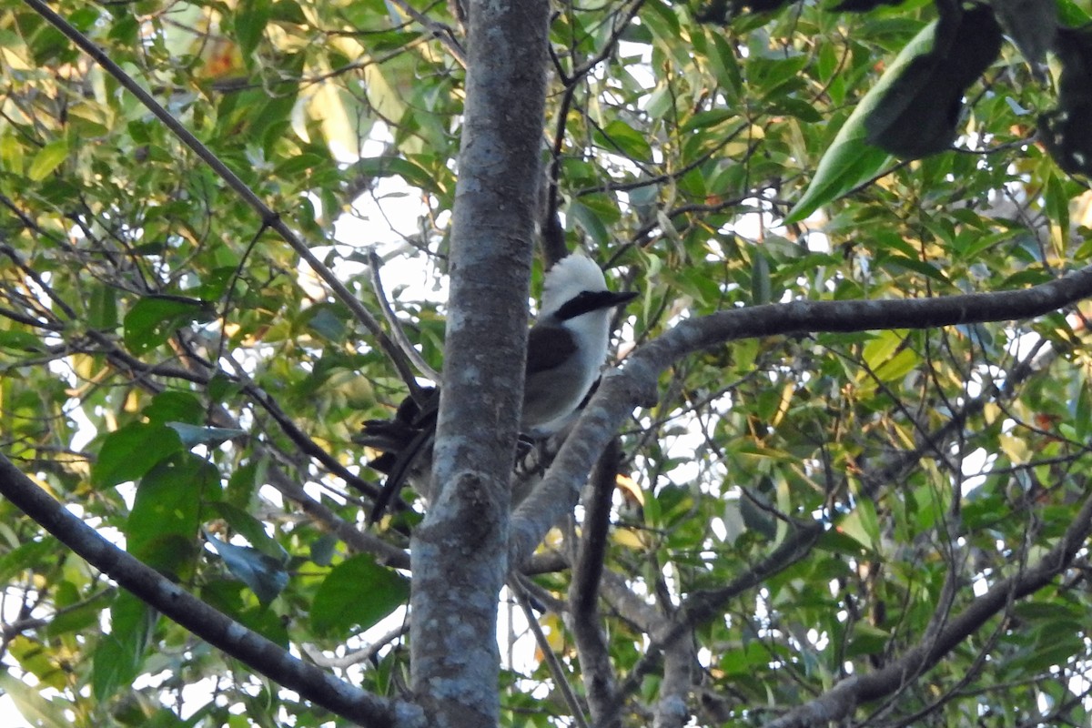 White-crested Laughingthrush - ML59931211