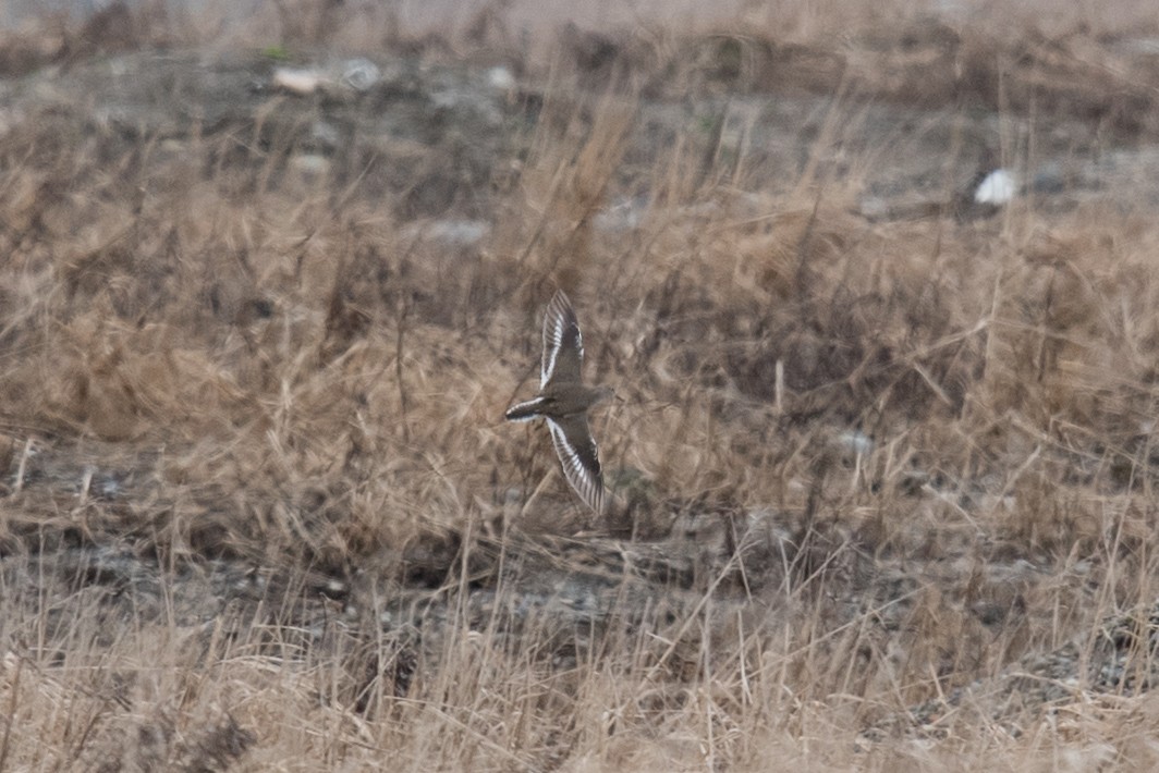 Common Sandpiper - ML59931231