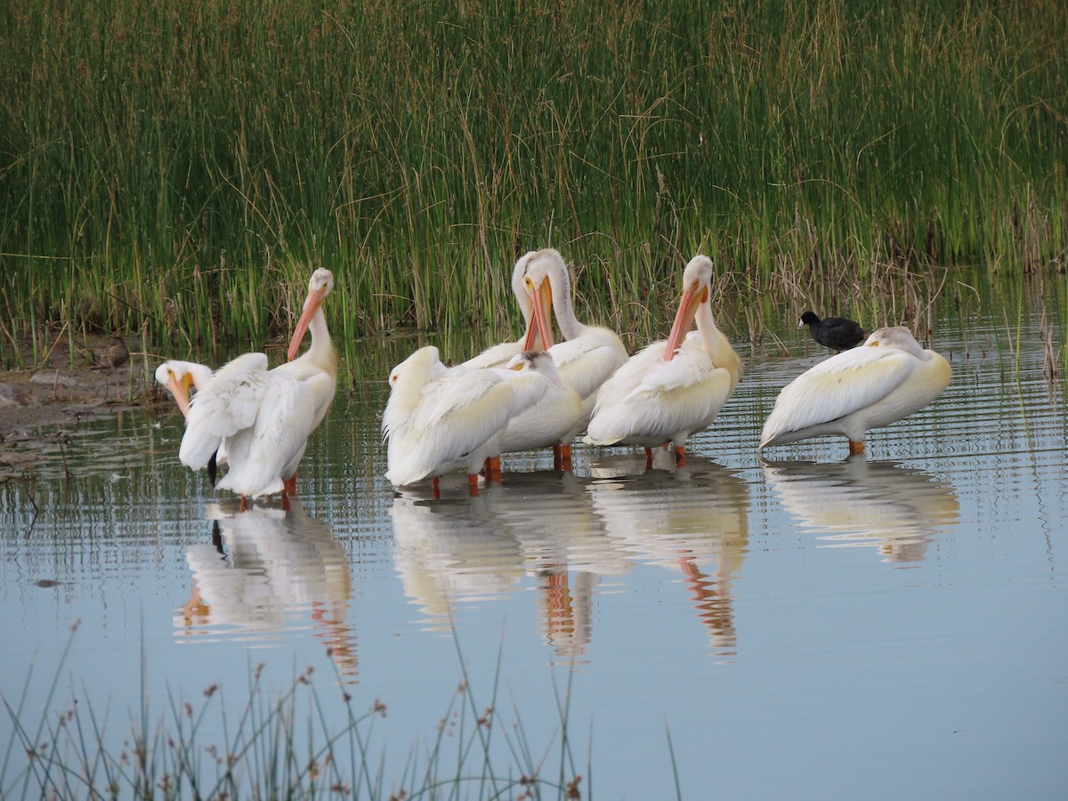 American White Pelican - ML599313441