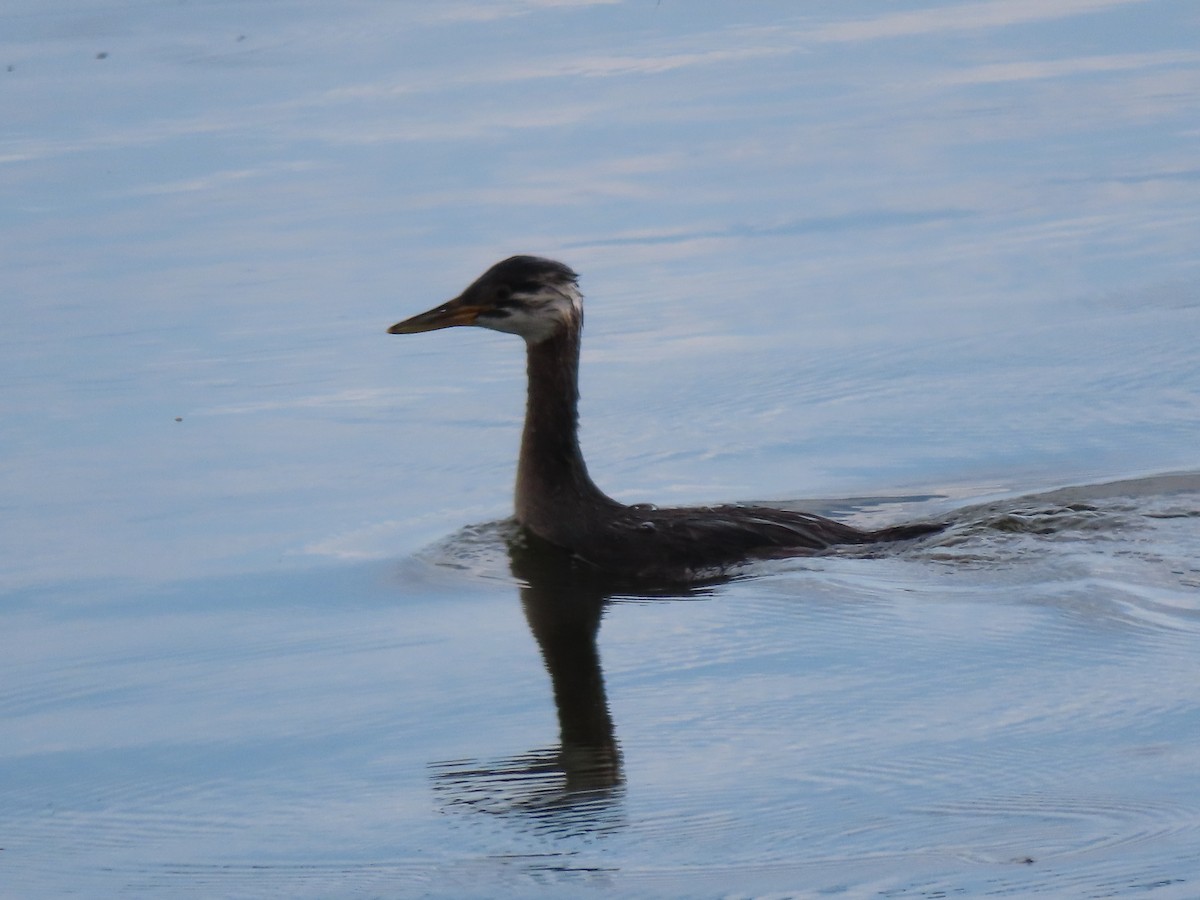 Red-necked Grebe - Kerry Hjertaas