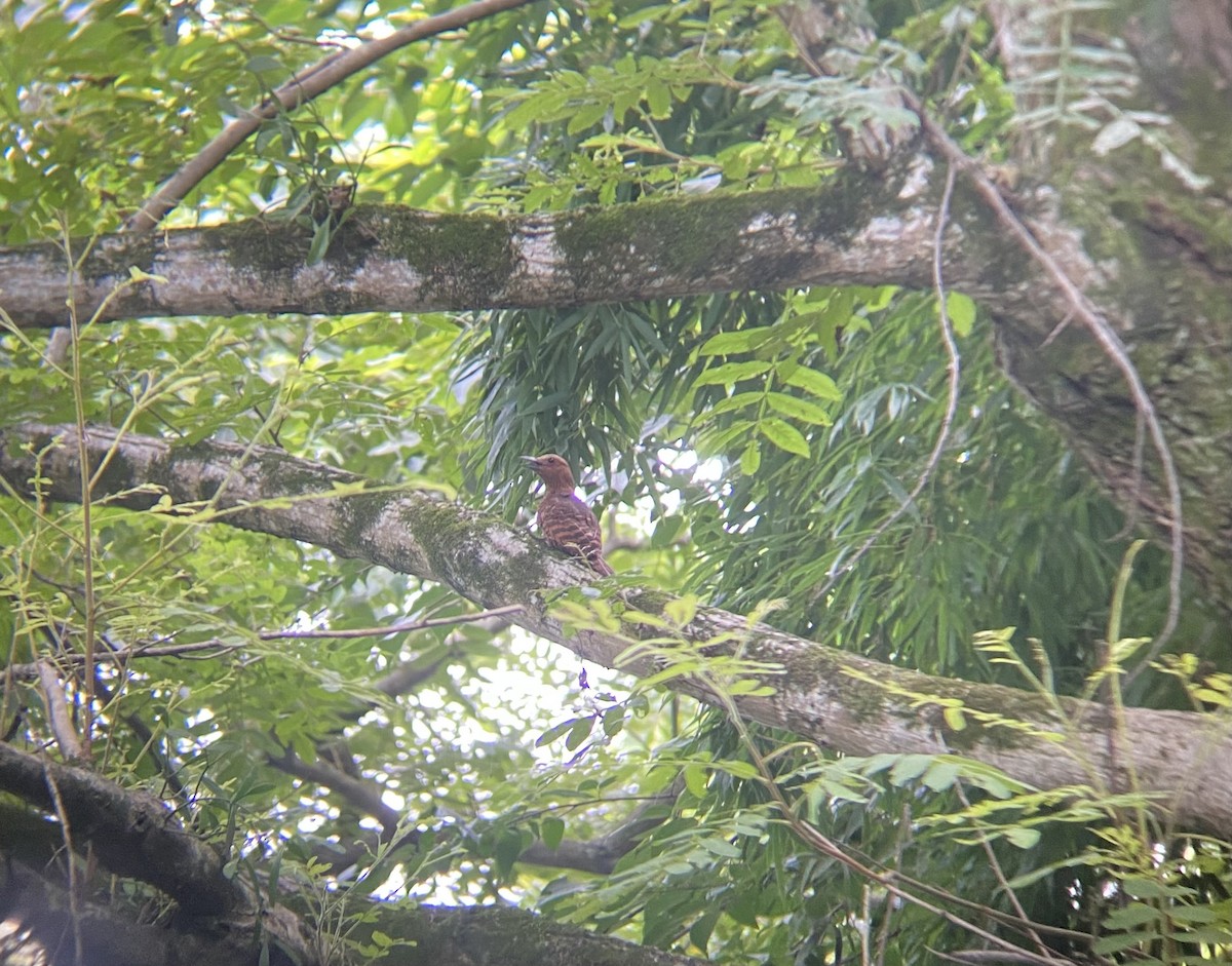 Rufous Woodpecker - ML599313541