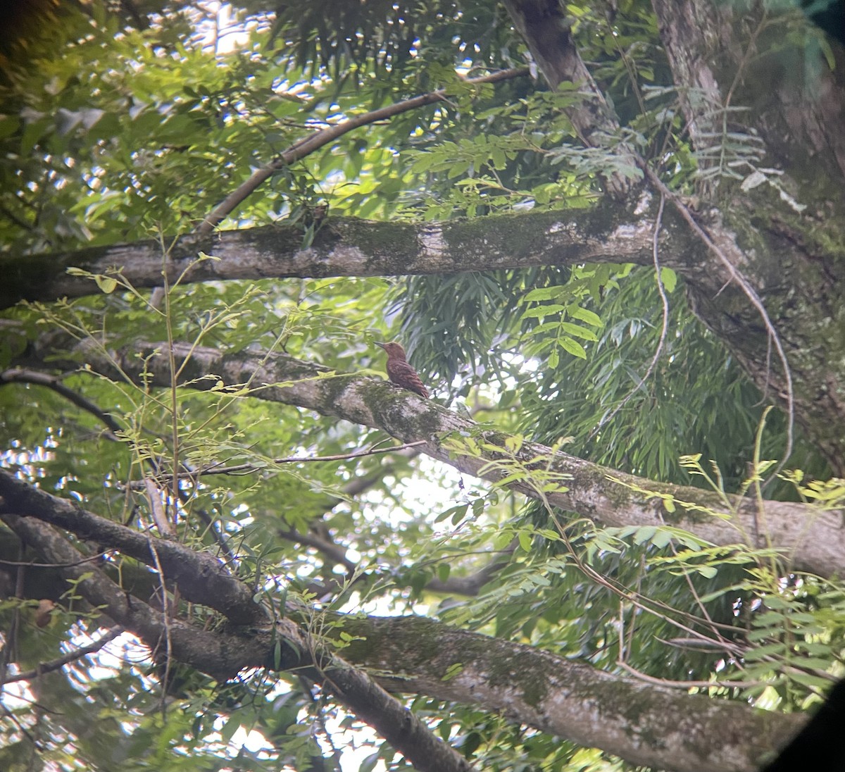 Rufous Woodpecker - ML599313961