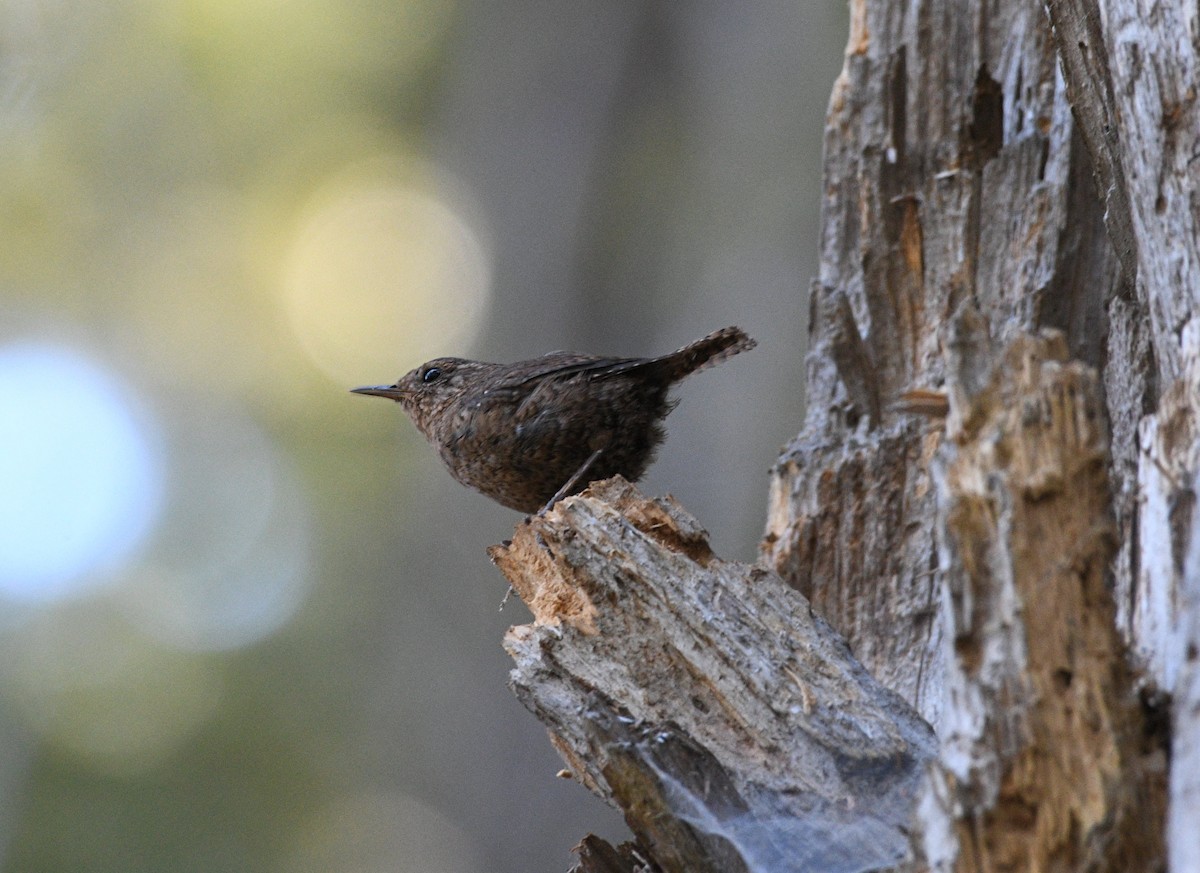 barsmett - ML599315491