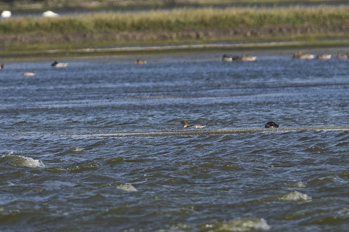 Red-breasted Merganser - Hen H