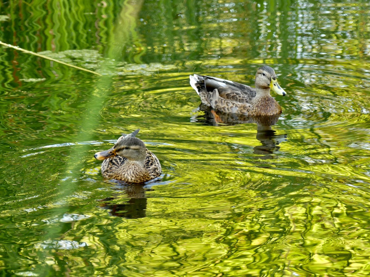 Mallard - Dennis Wolter