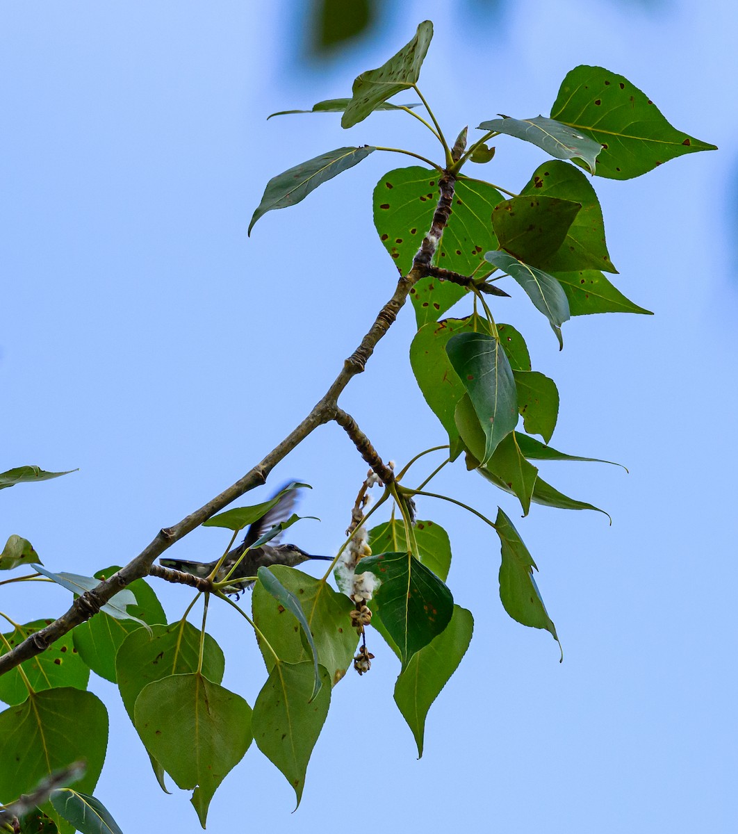 Black-chinned Hummingbird - ML599316581
