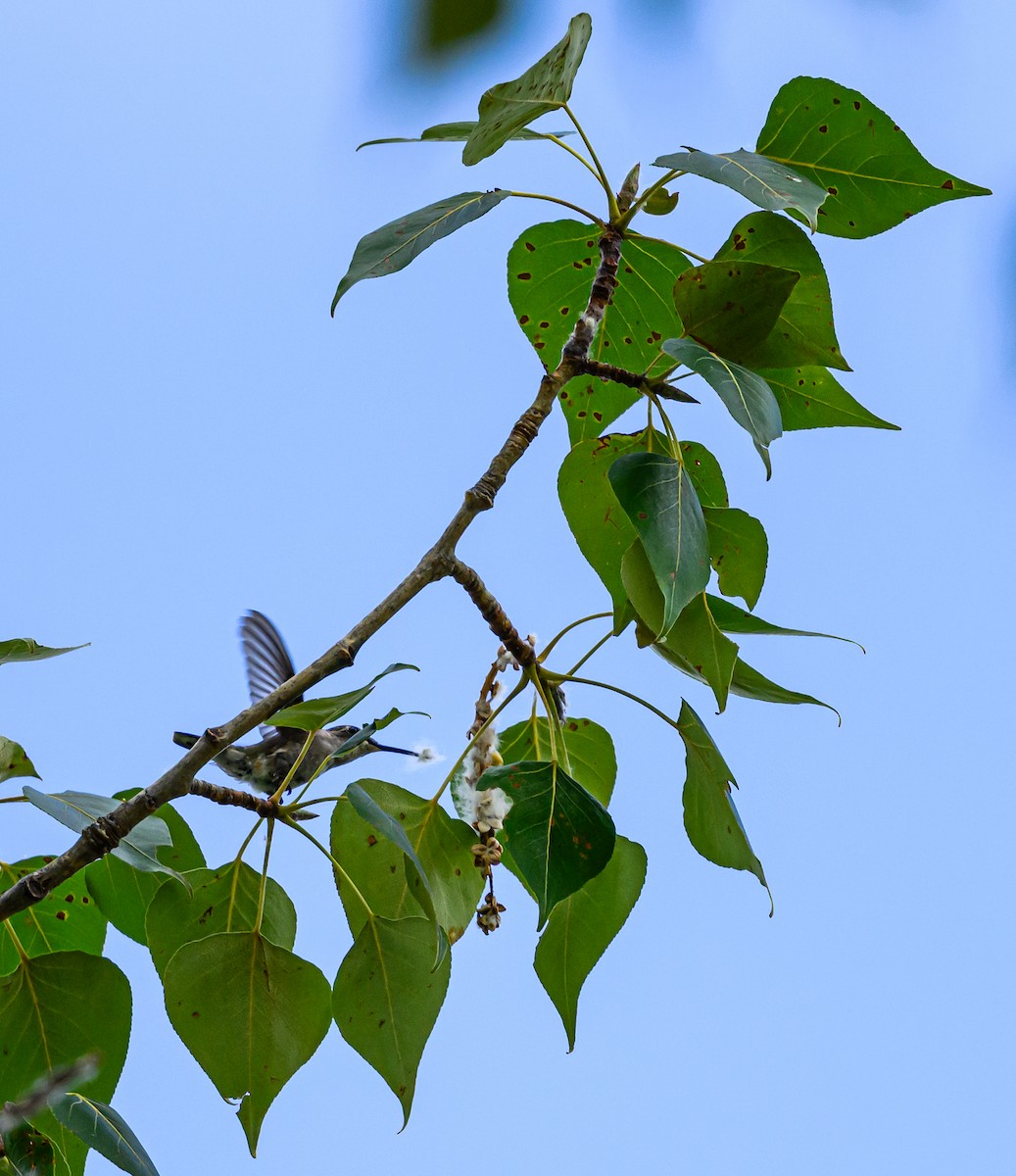 Black-chinned Hummingbird - ML599316601