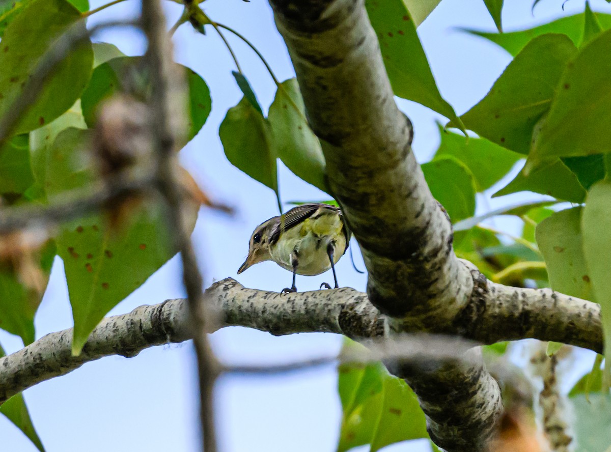Warbling Vireo - ML599316641