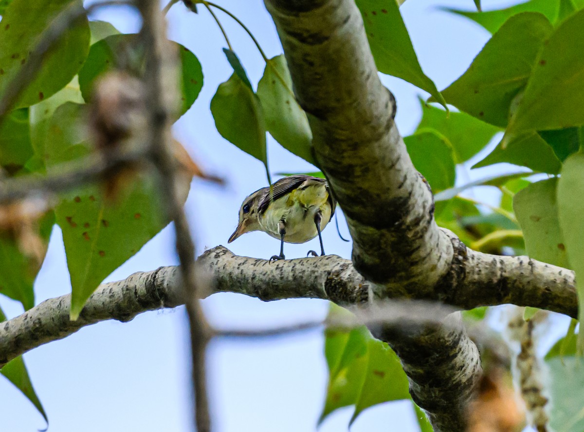 Warbling Vireo - ML599316651