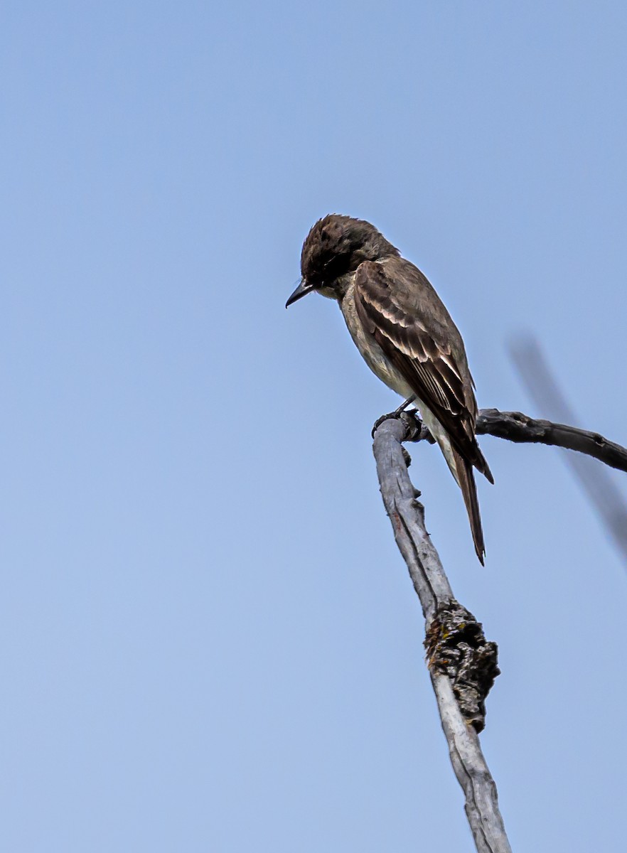 Western Wood-Pewee - ML599316691