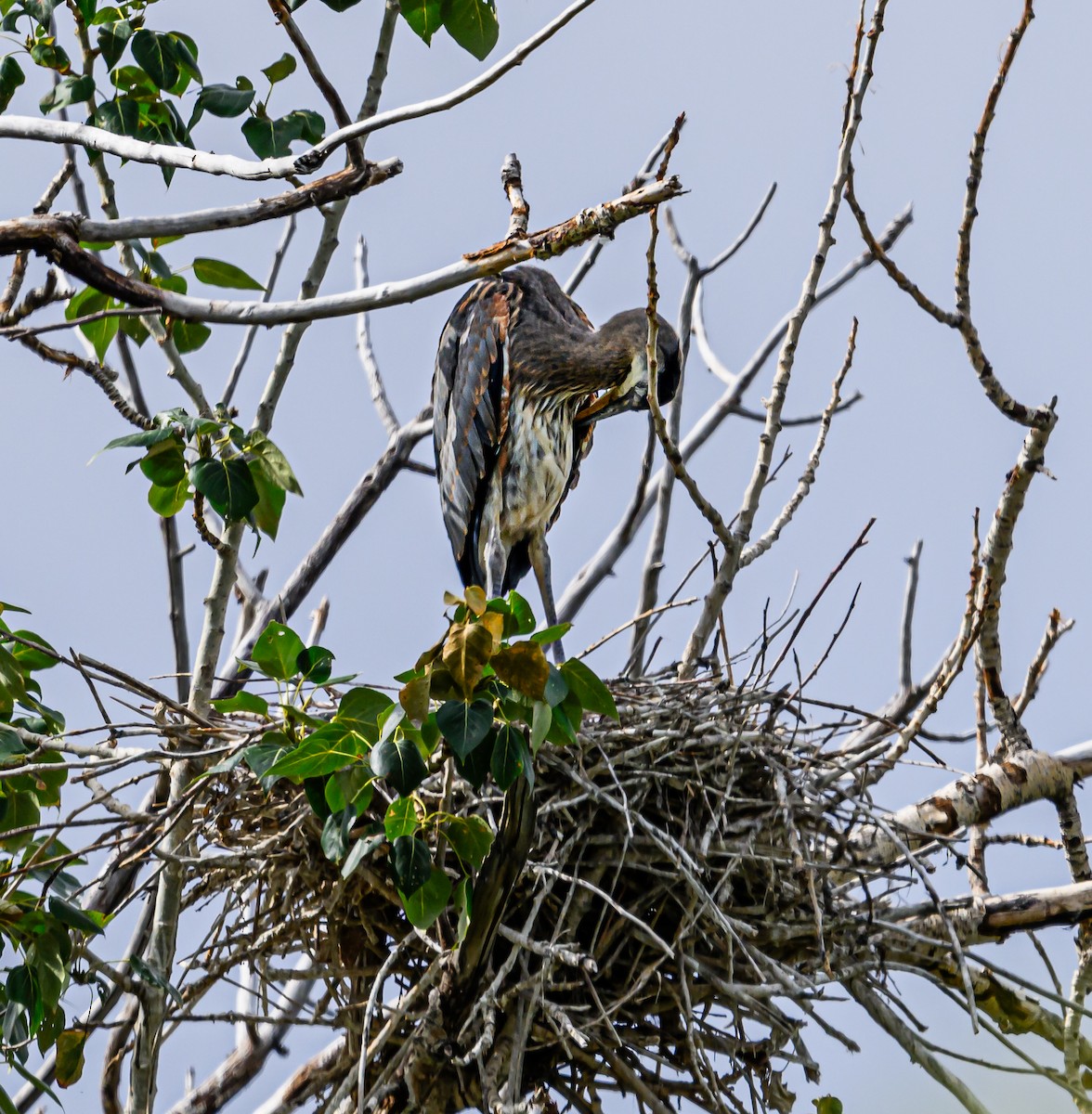 Great Blue Heron - ML599316701