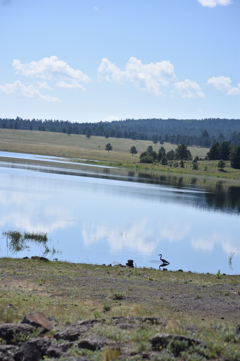 Great Blue Heron (Great Blue) - ML599317651