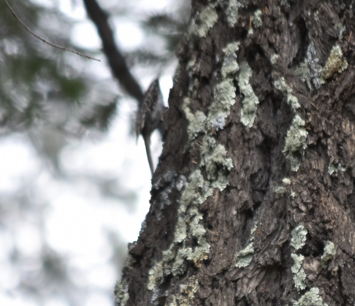 Brown Creeper (montana/idahoensis) - Larry Langstaff