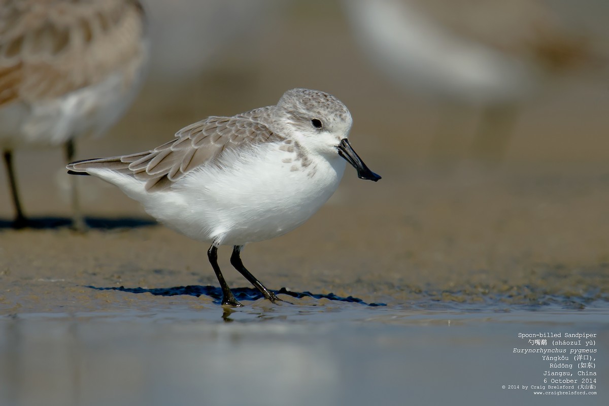 Spoon-billed Sandpiper - Craig Brelsford