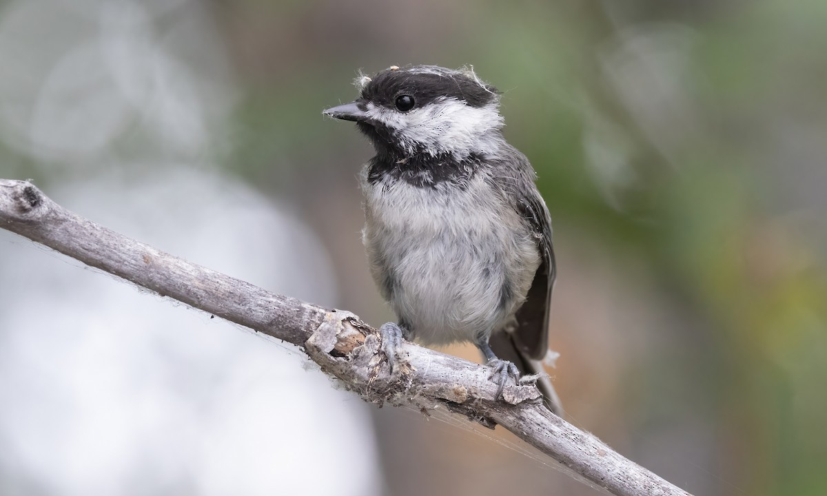 Black-capped Chickadee - ML599320601