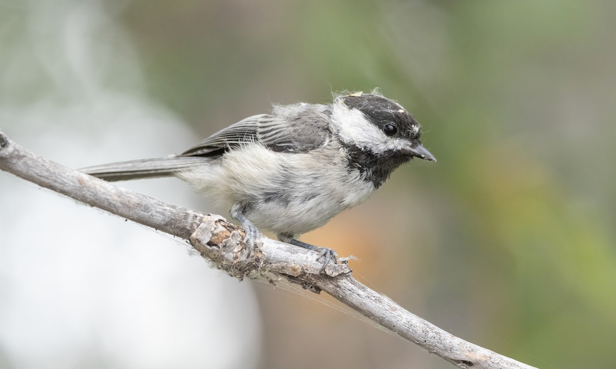 Black-capped Chickadee - ML599320611