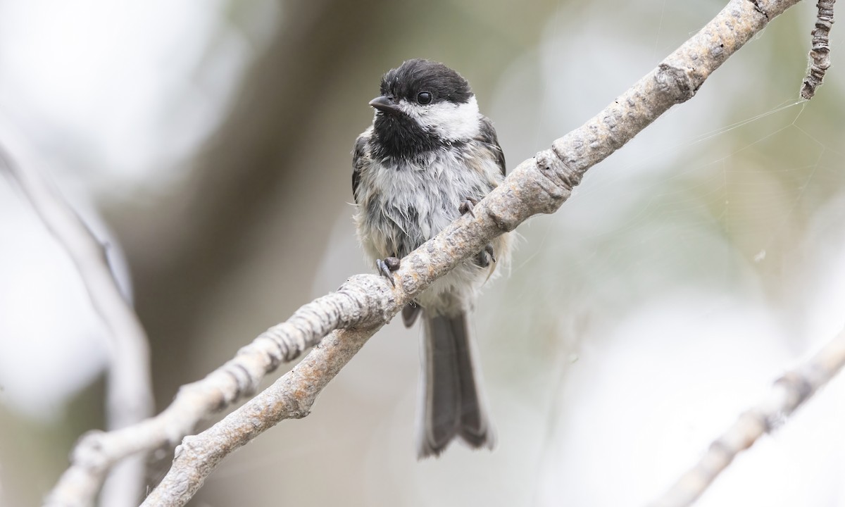 Black-capped Chickadee - ML599320631