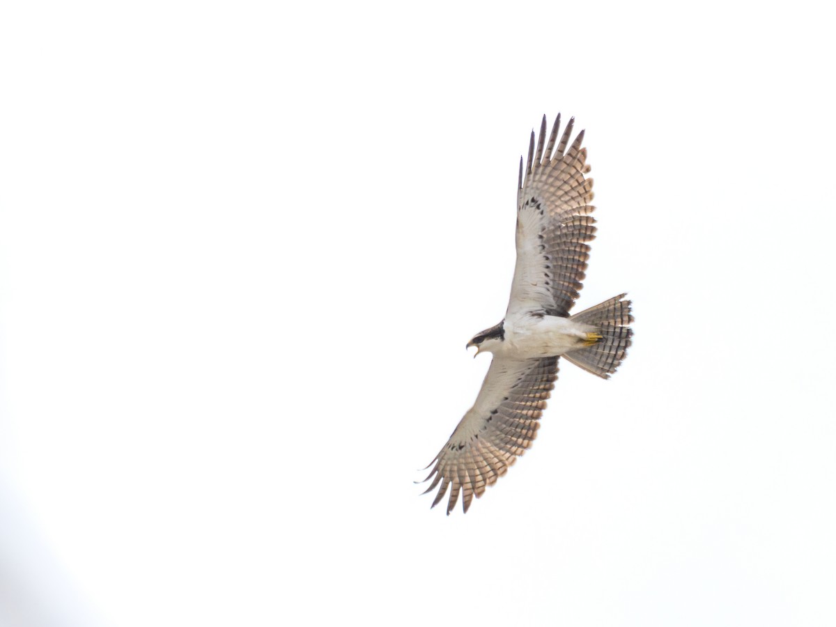 Rufous-bellied Eagle - Vikram S