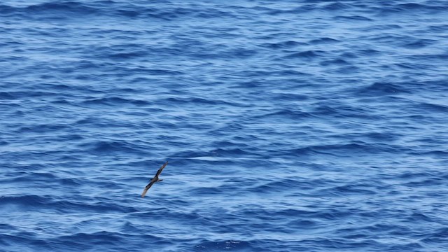 Bonin Petrel - ML599321471