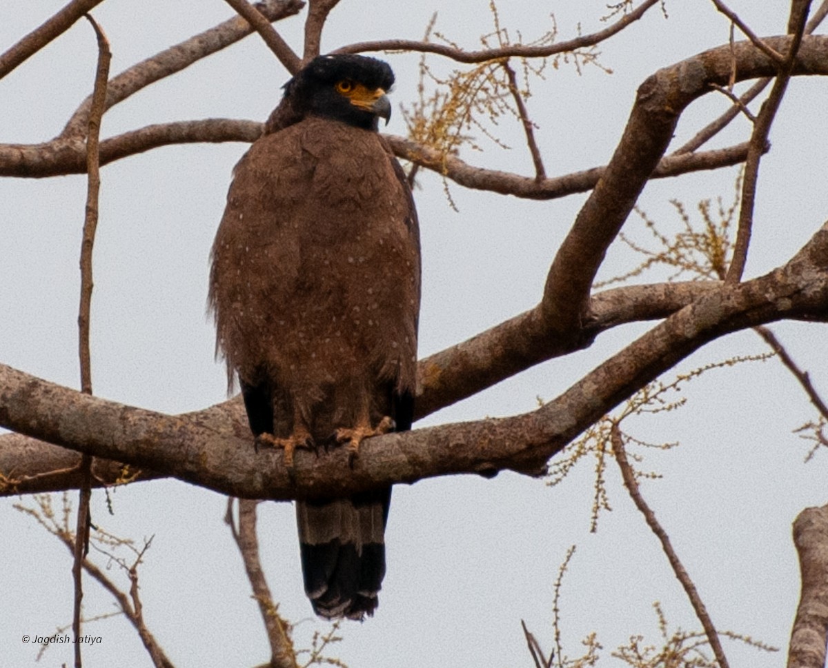 Crested Serpent-Eagle - ML599321481