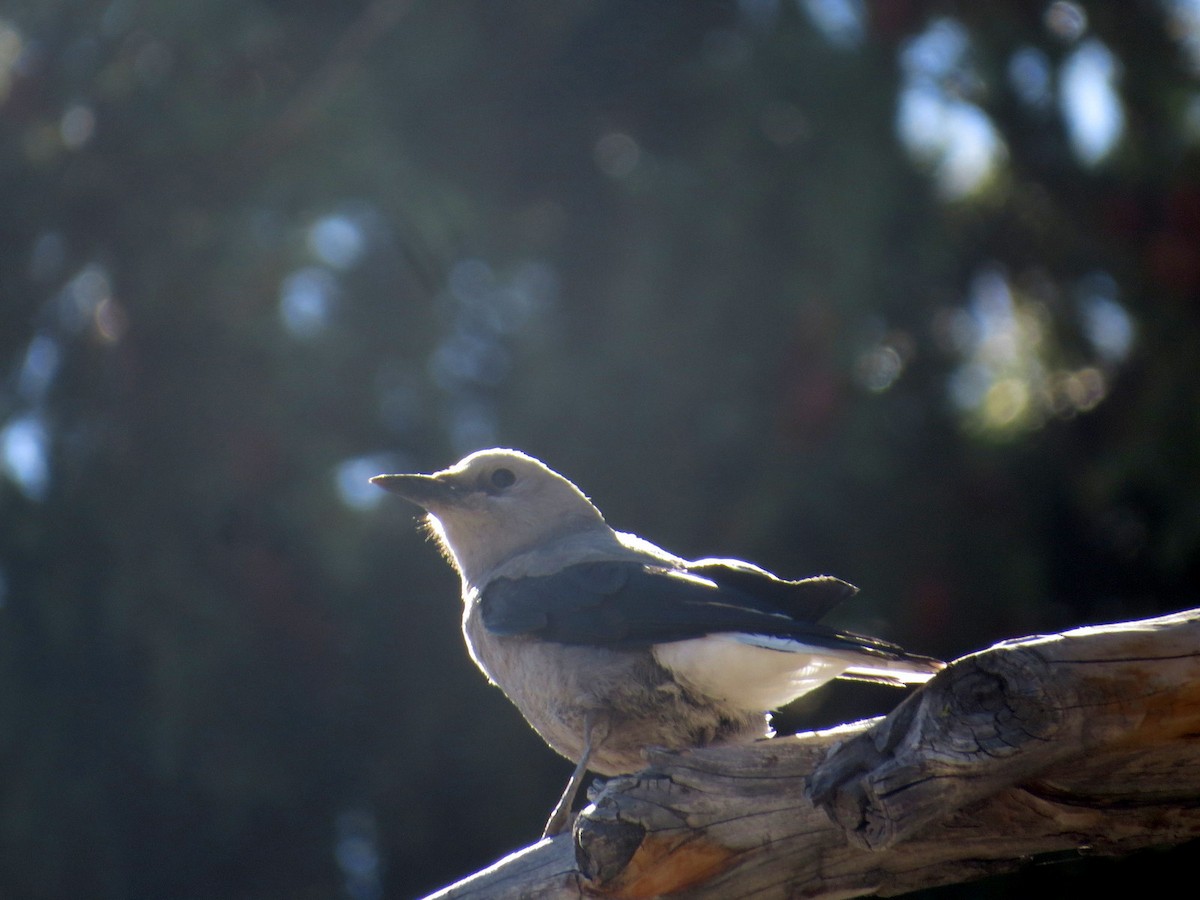 Clark's Nutcracker - Larry Goodhew