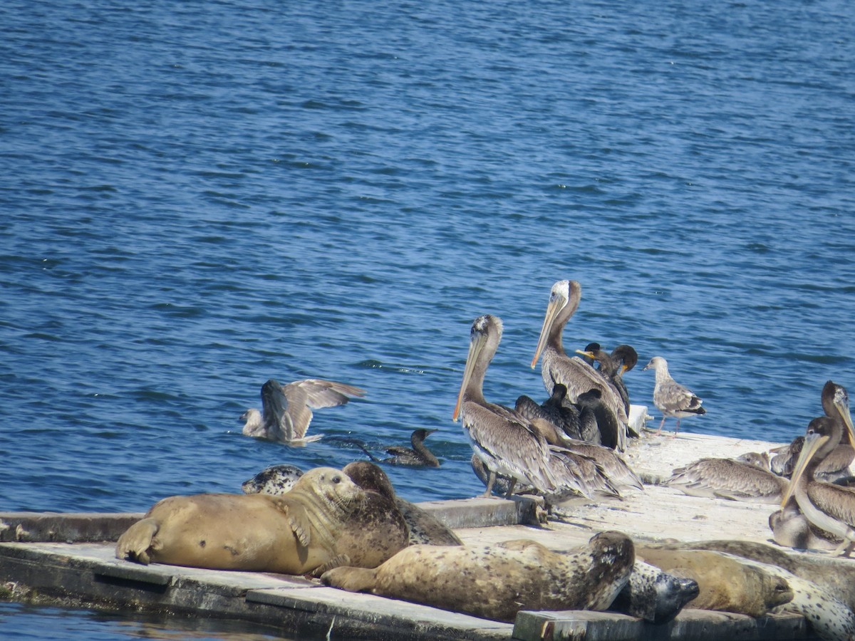 Brown Pelican - Larry Goodhew