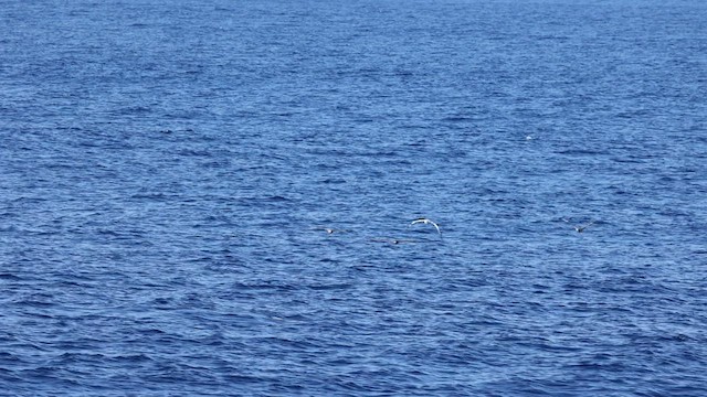 Red-footed Booby (Indopacific) - ML599321771