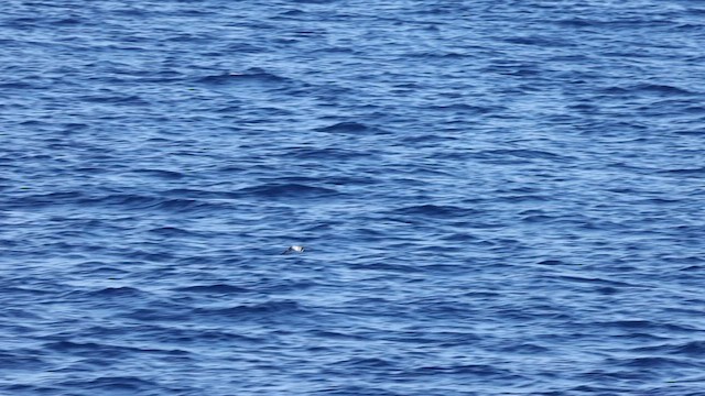 Bonin Petrel - ML599322231