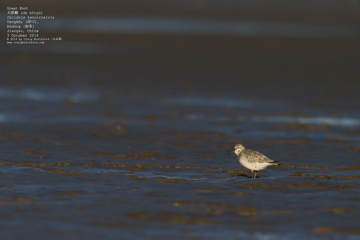 Great Knot - ML59932251