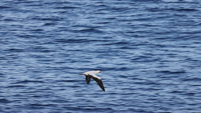 Red-footed Booby (Indopacific) - ML599323111