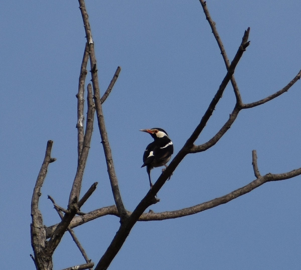 Indian Pied Starling - ML599323401