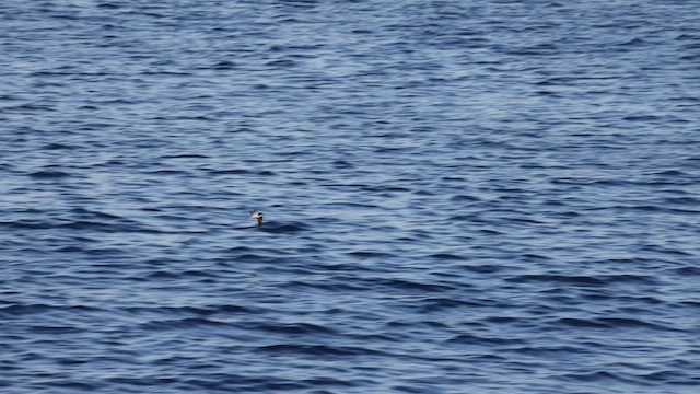 Bonin Petrel - ML599323471