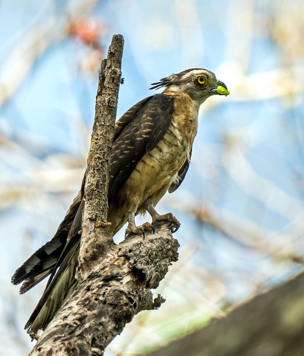 Pacific Baza - Russell Scott