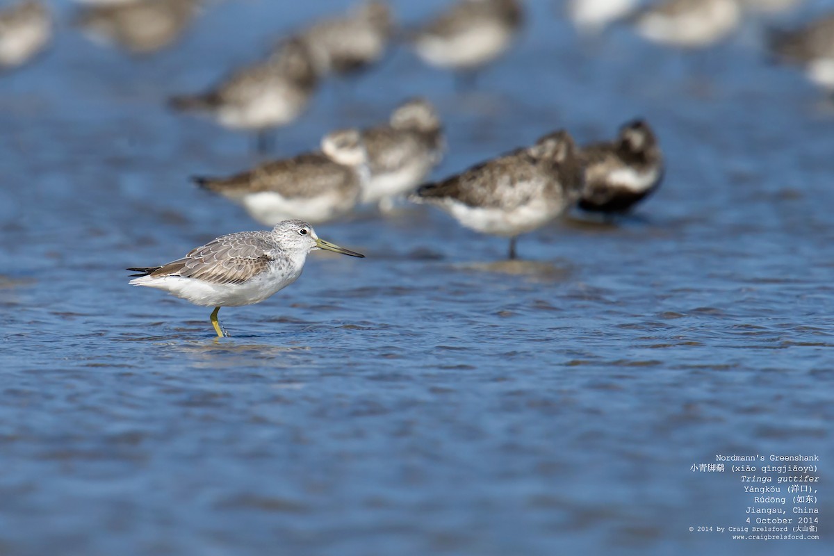 Nordmann's Greenshank - ML59932491