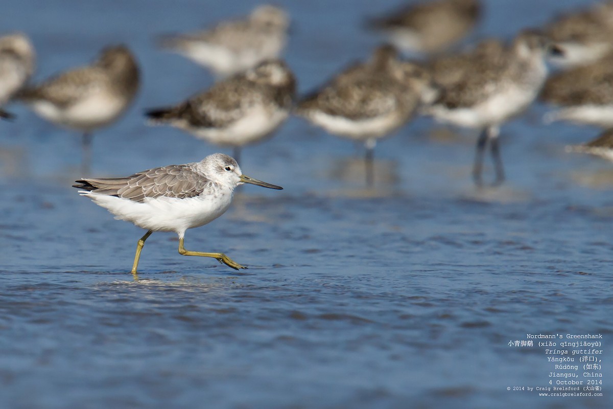 Nordmann's Greenshank - ML59932501