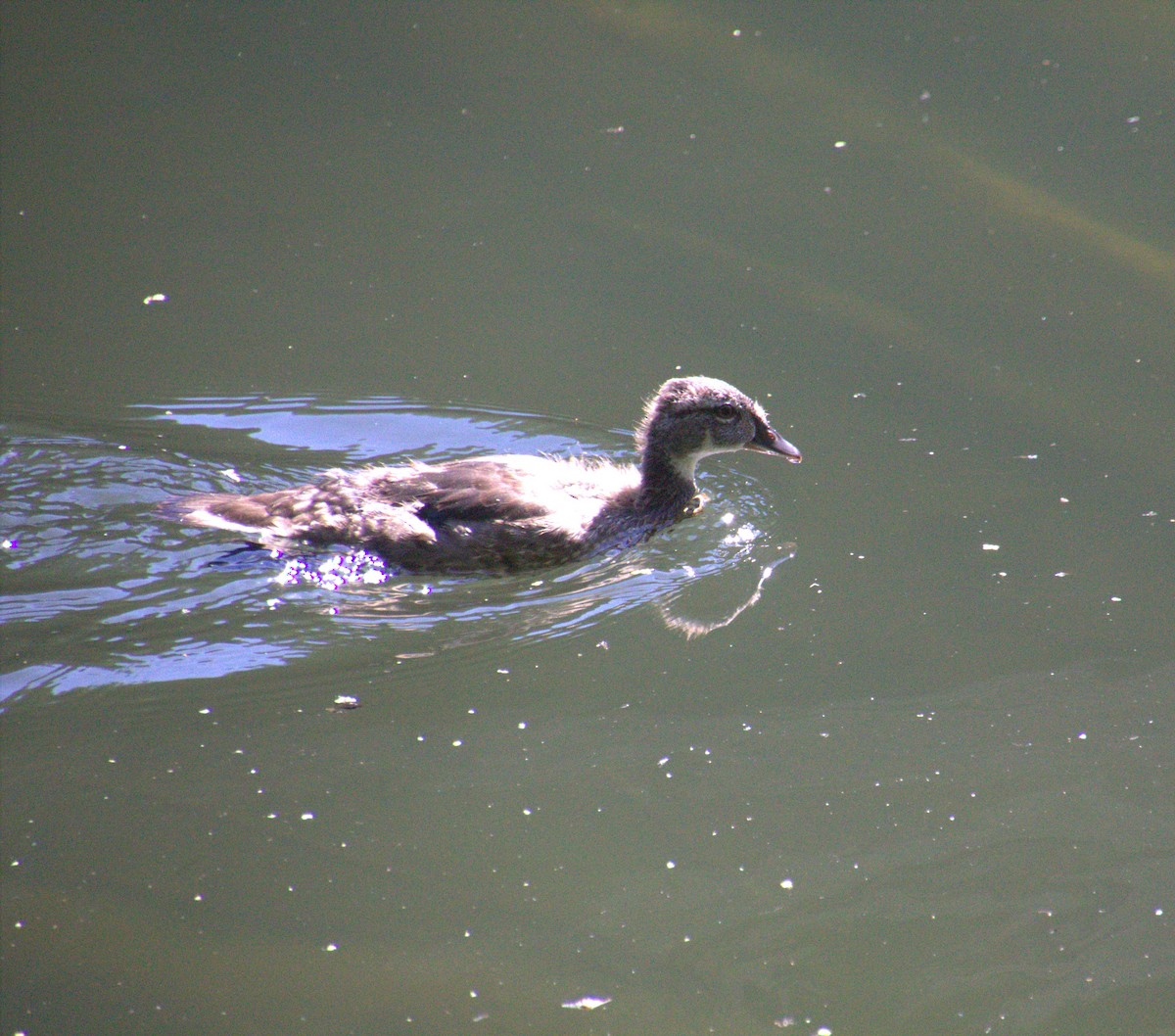 Wood Duck - ML599325601